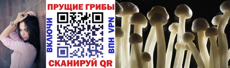 Псилоцибиновые грибы Psilocybe  Шумерля 